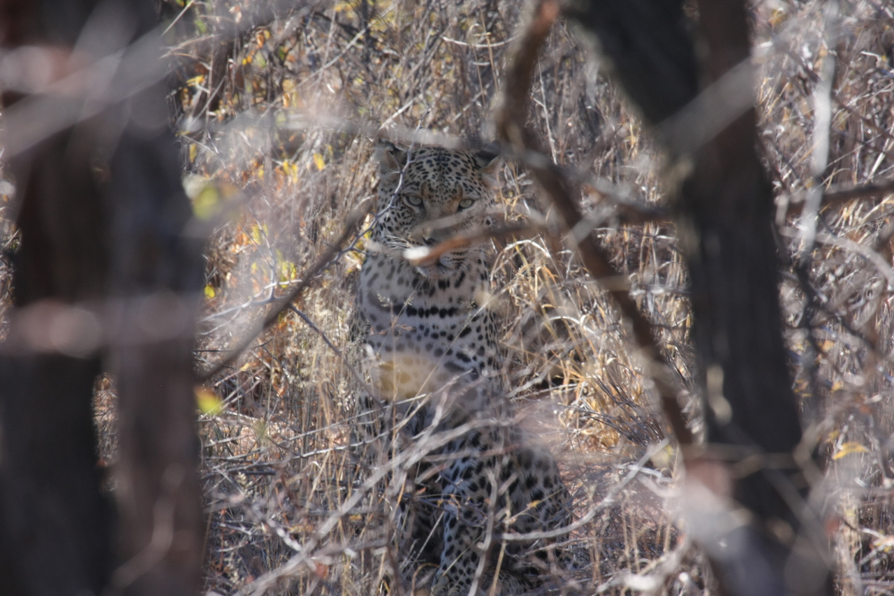 [2039] 2016_06_22_04_05_46_Africa_Canon_EOS_40D_IMG__07931.jpg