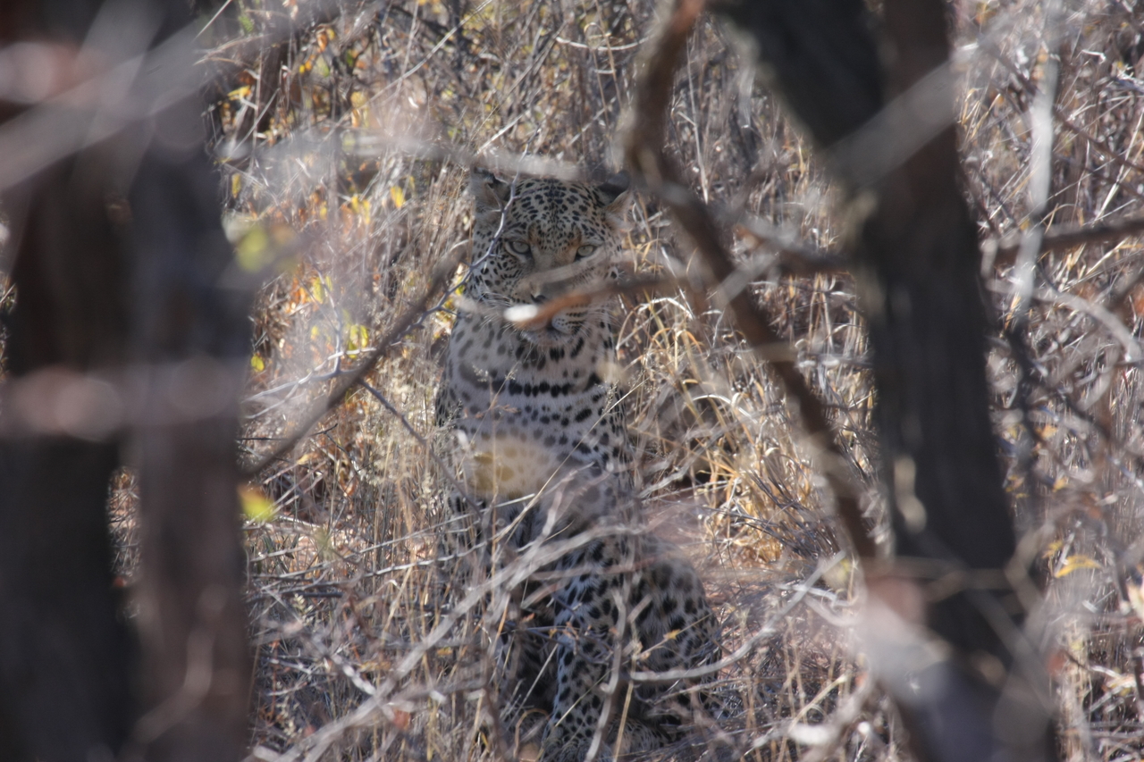 [2042] 2016_06_22_04_05_47_Africa_Canon_EOS_40D_IMG__00485.jpg