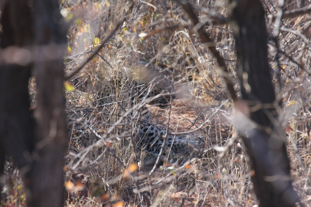 [2047] 2016_06_22_04_05_58_Africa_Canon_EOS_40D_IMG__00469.jpg