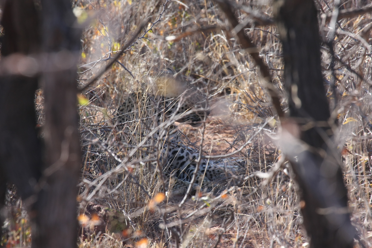 [2054] 2016_06_22_04_05_58_Africa_Canon_EOS_40D_IMG__07936.jpg