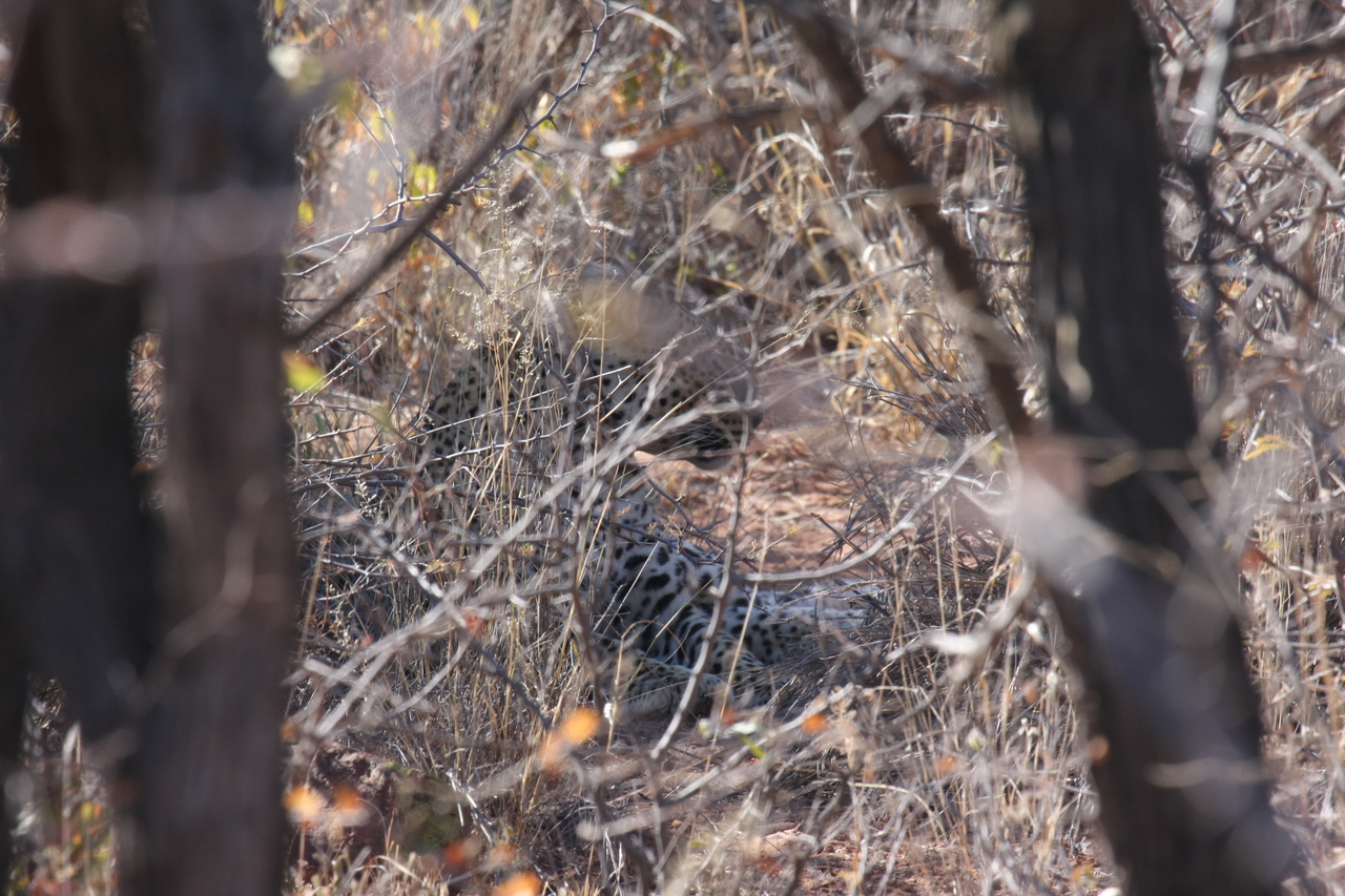 [2056] 2016_06_22_04_05_59_Africa_Canon_EOS_40D_IMG__00490.jpg