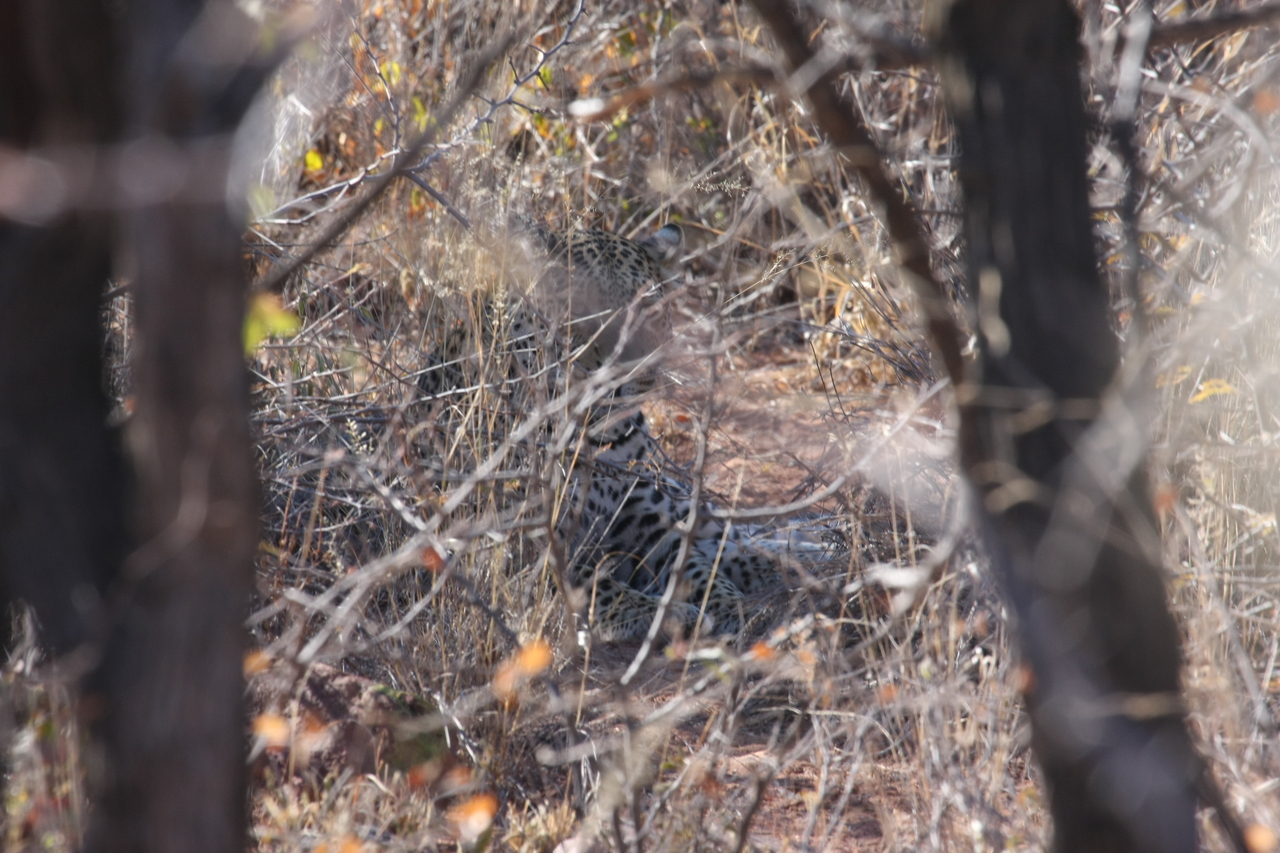 [2058] 2016_06_22_04_06_30_Africa_Canon_EOS_40D_IMG__00472.jpg