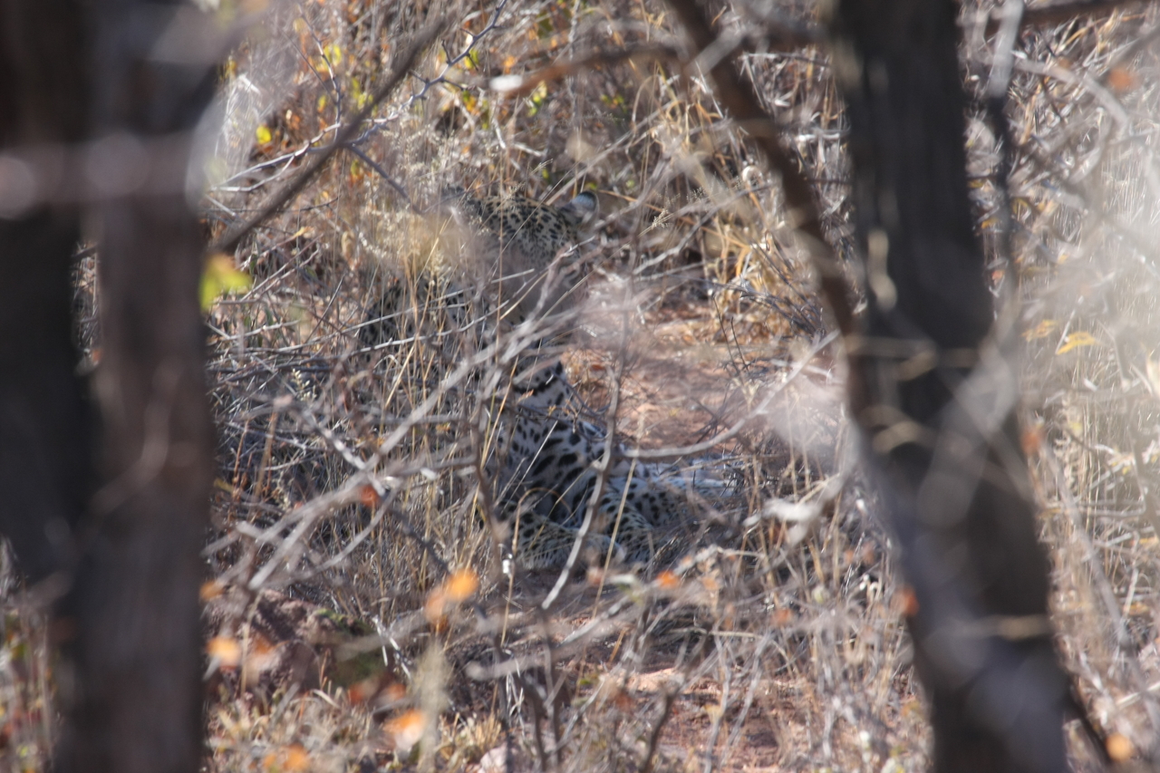 [2059] 2016_06_22_04_06_30_Africa_Canon_EOS_40D_IMG__00473.jpg