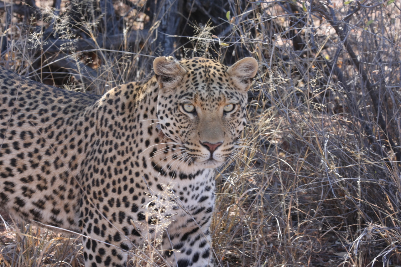 [2073] 2016_06_22_04_07_10_Africa_Canon_EOS_40D_IMG__00477.jpg