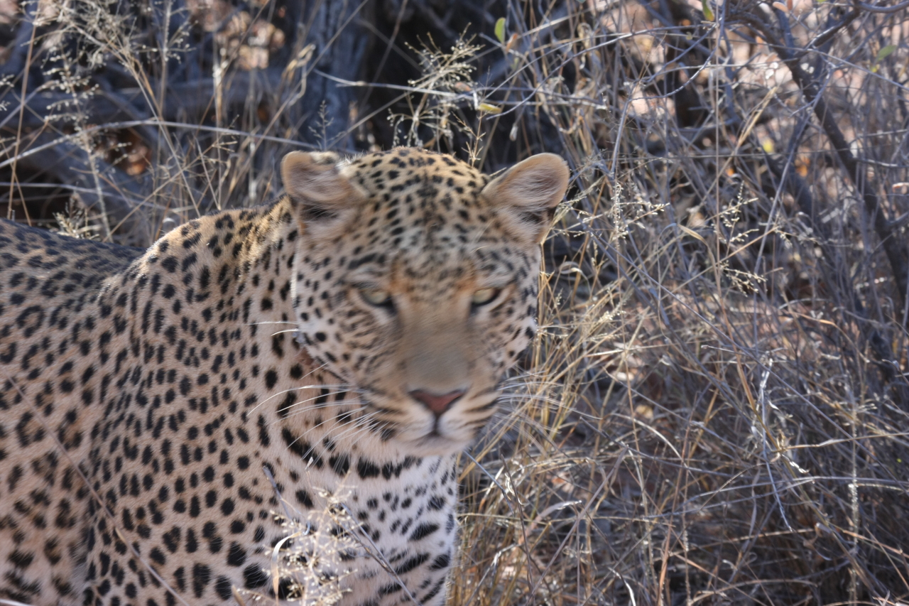 [2082] 2016_06_22_04_07_11_Africa_Canon_EOS_40D_IMG__00498.jpg