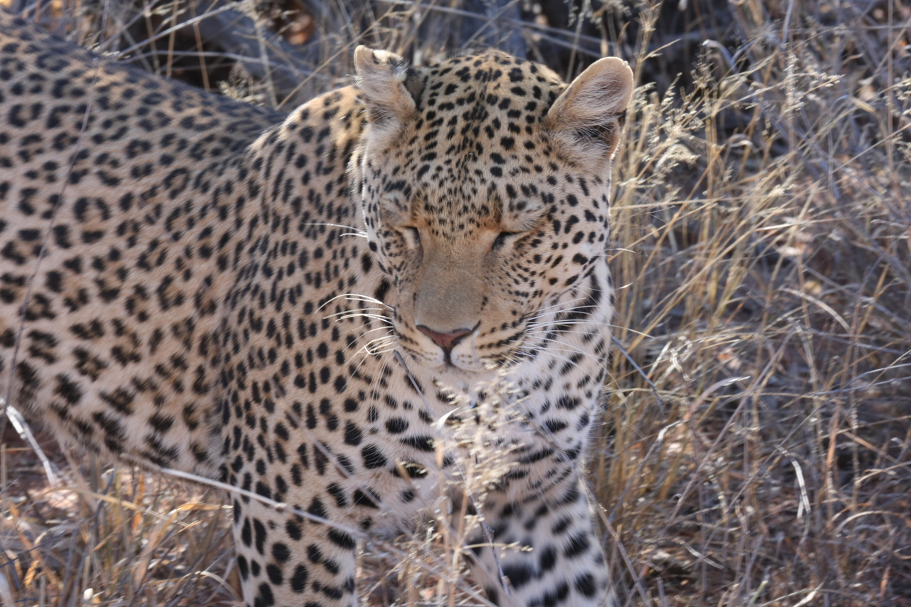 [2087] 2016_06_22_04_07_11_Africa_Canon_EOS_40D_IMG__07947.jpg