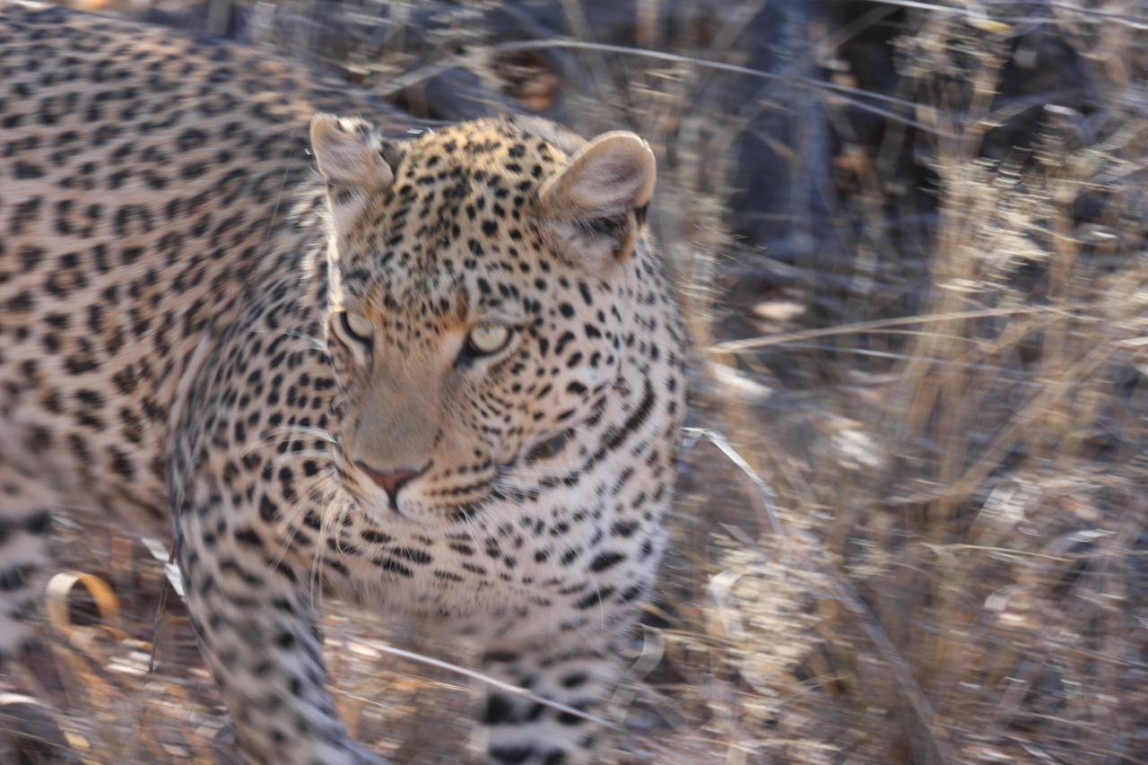 [2091] 2016_06_22_04_07_12_Africa_Canon_EOS_40D_IMG__00502.jpg