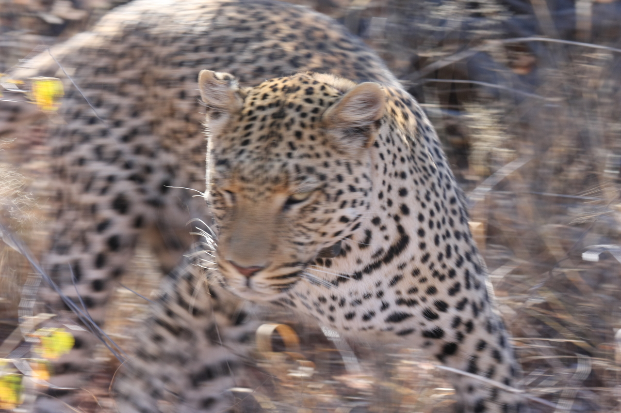 [2097] 2016_06_22_04_07_13_Africa_Canon_EOS_40D_IMG__00503.jpg