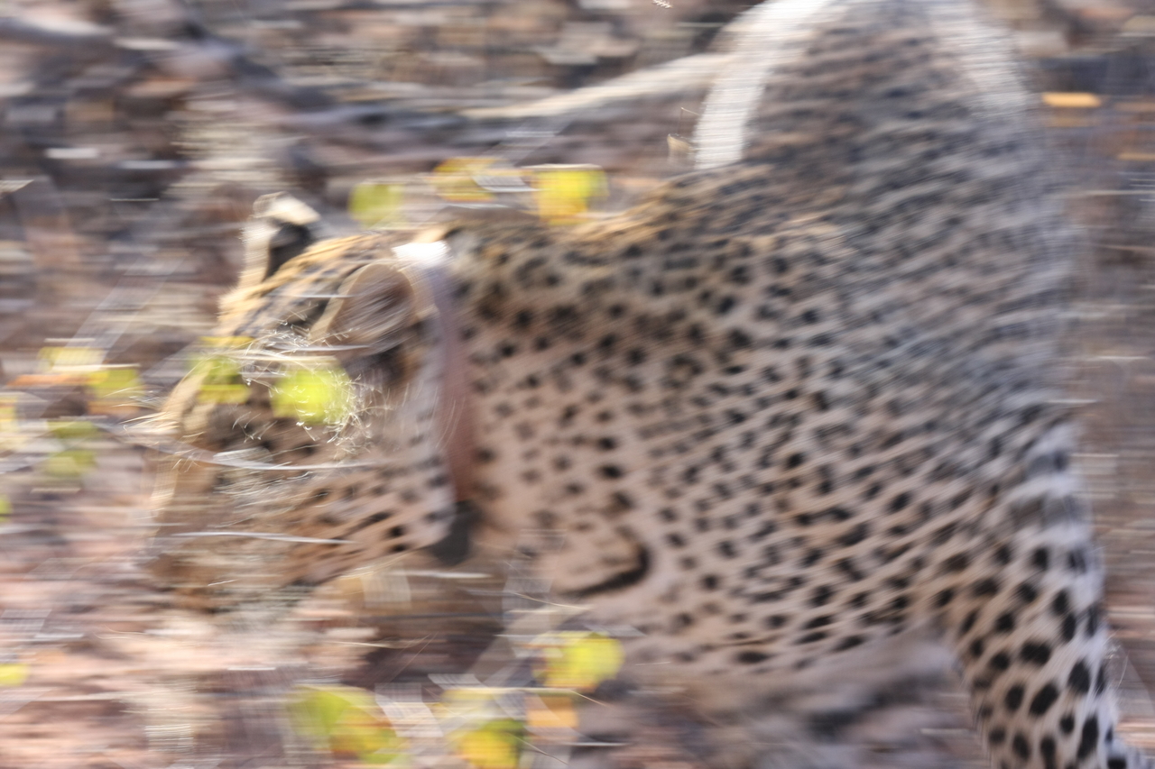 [2098] 2016_06_22_04_07_13_Africa_Canon_EOS_40D_IMG__00504.jpg