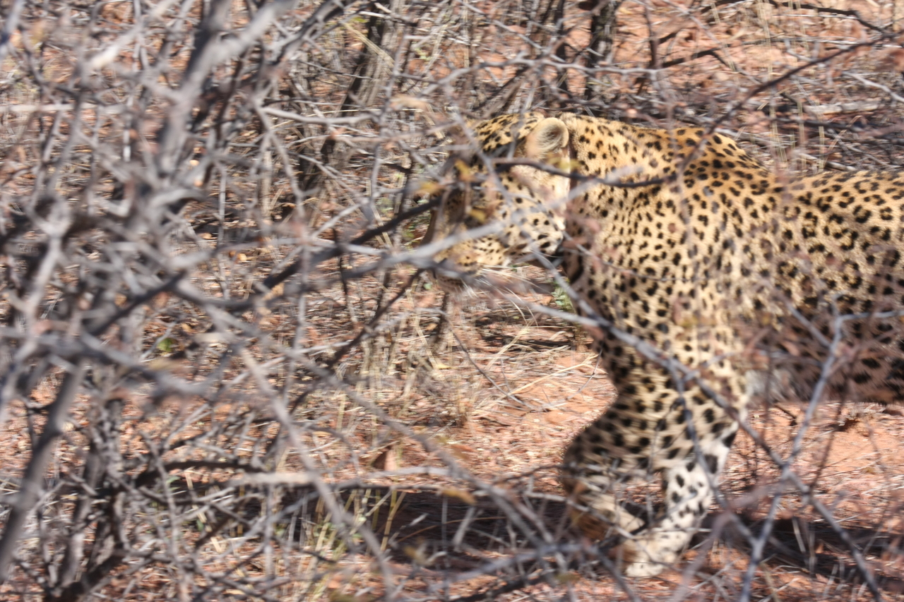 [2123] 2016_06_22_04_07_35_Africa_Canon_EOS_40D_IMG__00512.jpg