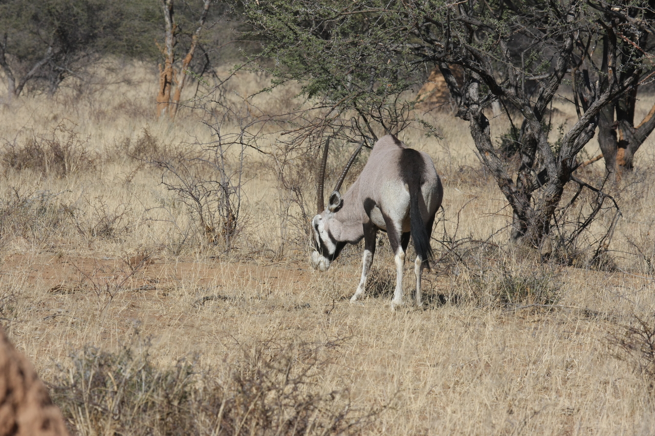[2131] 2016_06_22_04_20_40_Africa_Canon_EOS_40D_IMG__00495.jpg