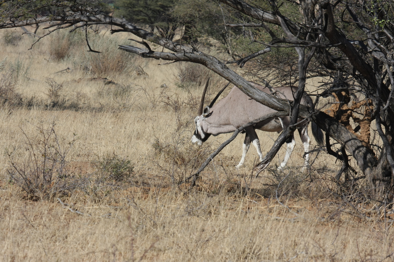 [2145] 2016_06_22_04_21_54_Africa_Canon_EOS_40D_IMG__07965.jpg