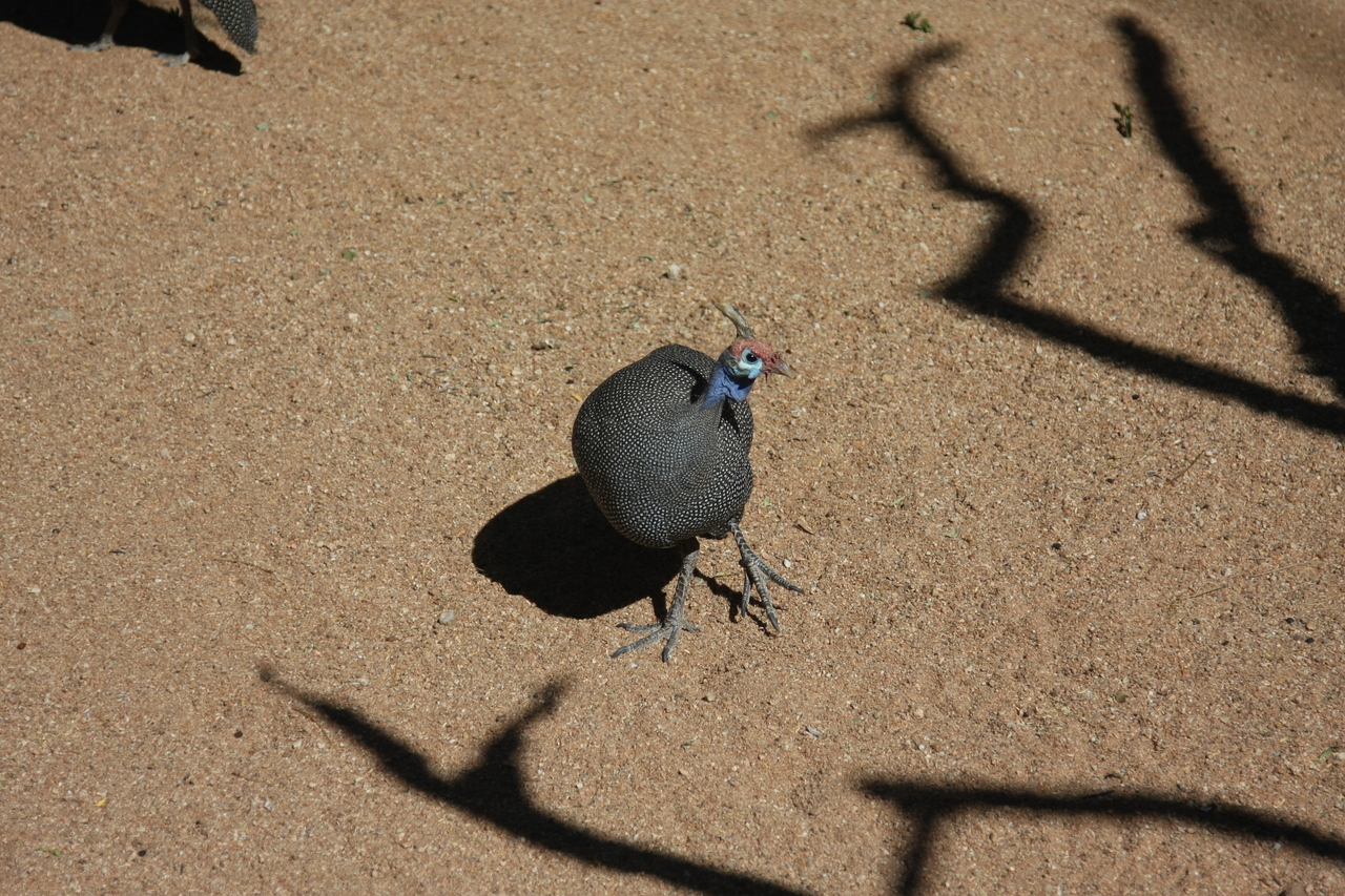 [2307] 2016_06_22_07_41_44_Africa_Canon_EOS_40D_IMG__07989.jpg