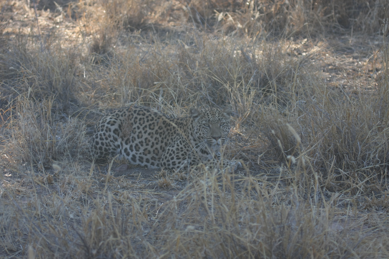 [2582] 2016_06_22_10_58_30_Africa_Canon_EOS_40D_IMG__08000.jpg