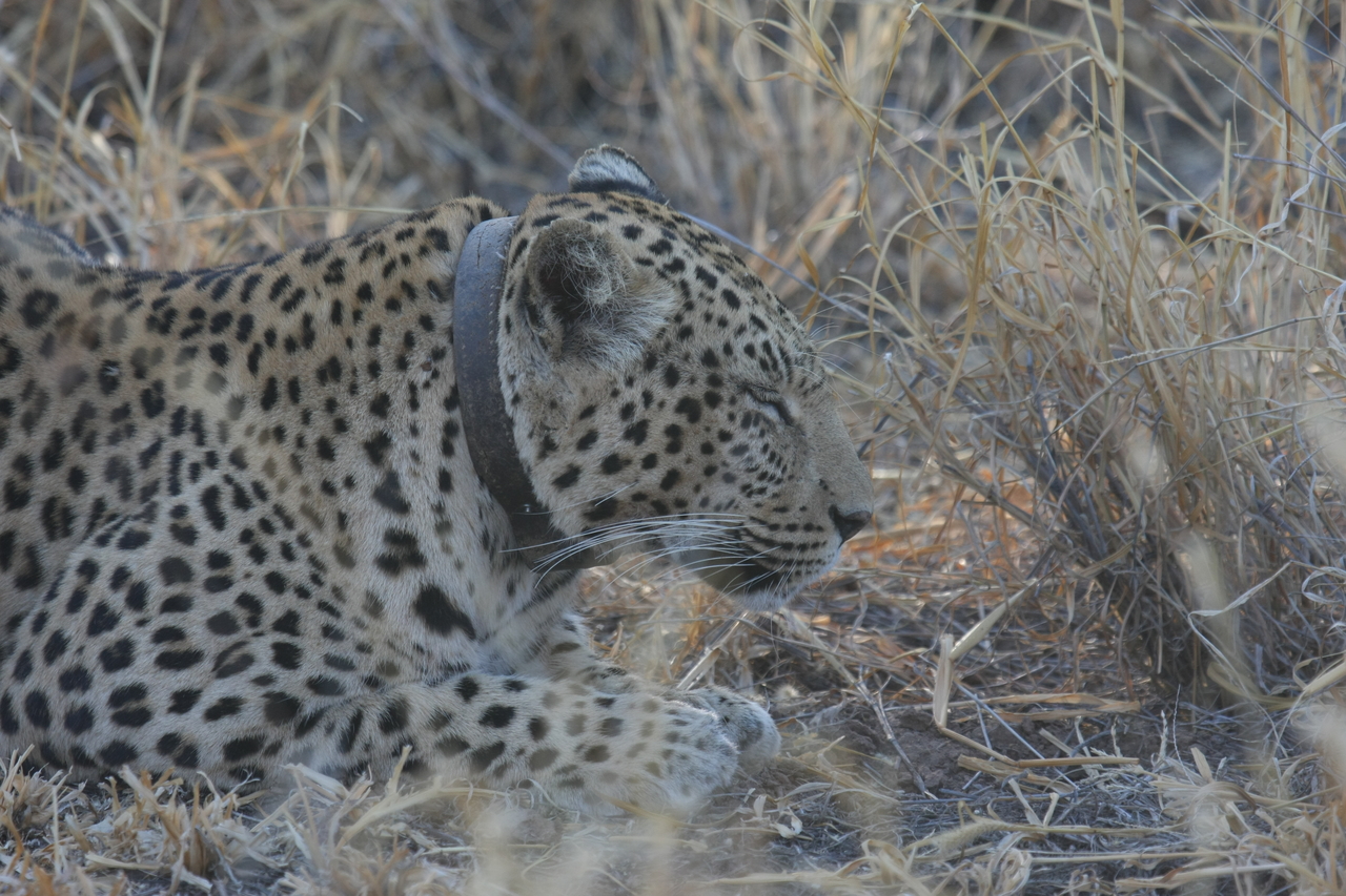 [2614] 2016_06_22_10_59_56_Africa_Canon_EOS_40D_IMG__00561.jpg