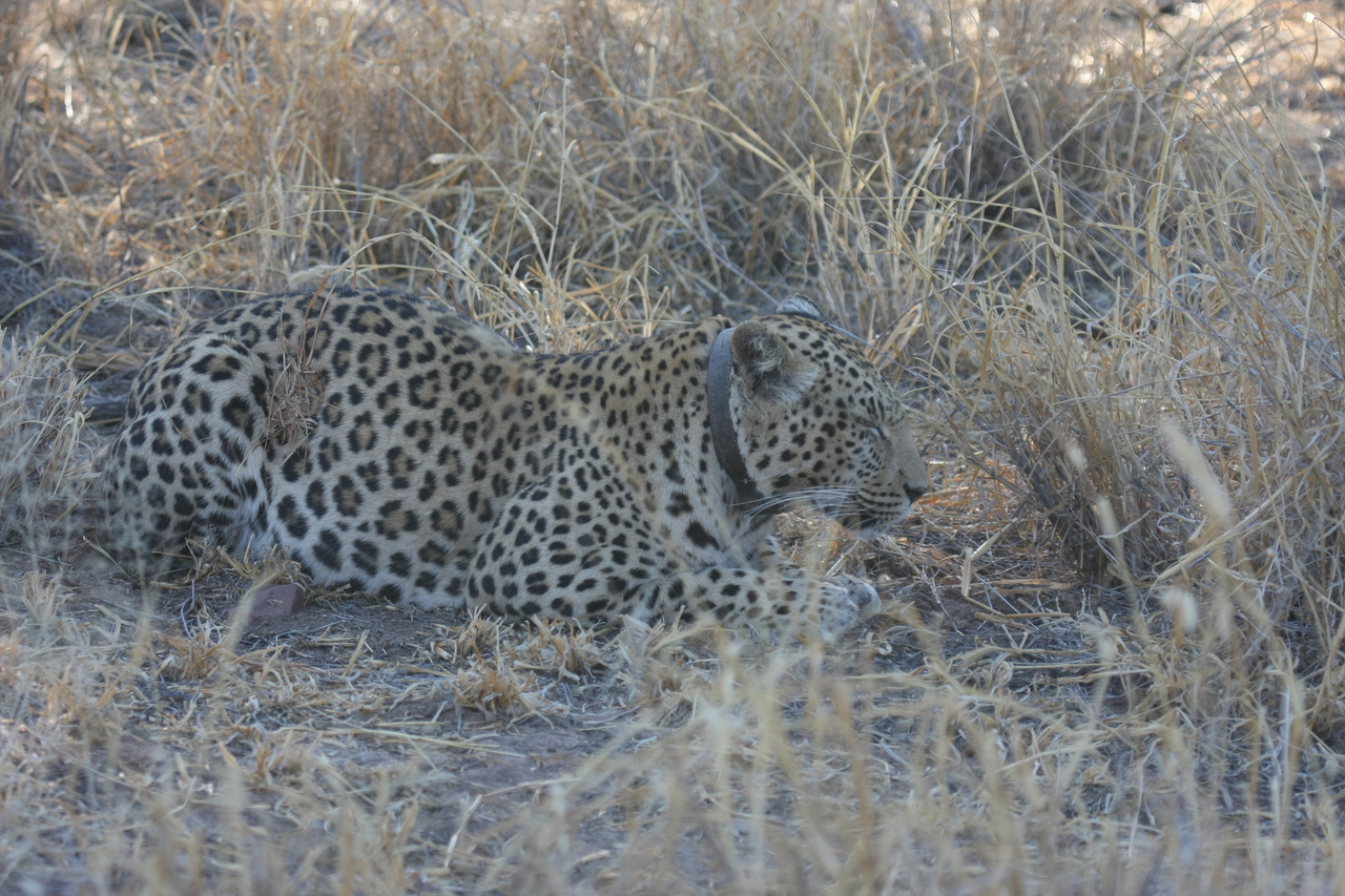 [2627] 2016_06_22_11_00_12_Africa_Canon_EOS_40D_IMG__00547.jpg