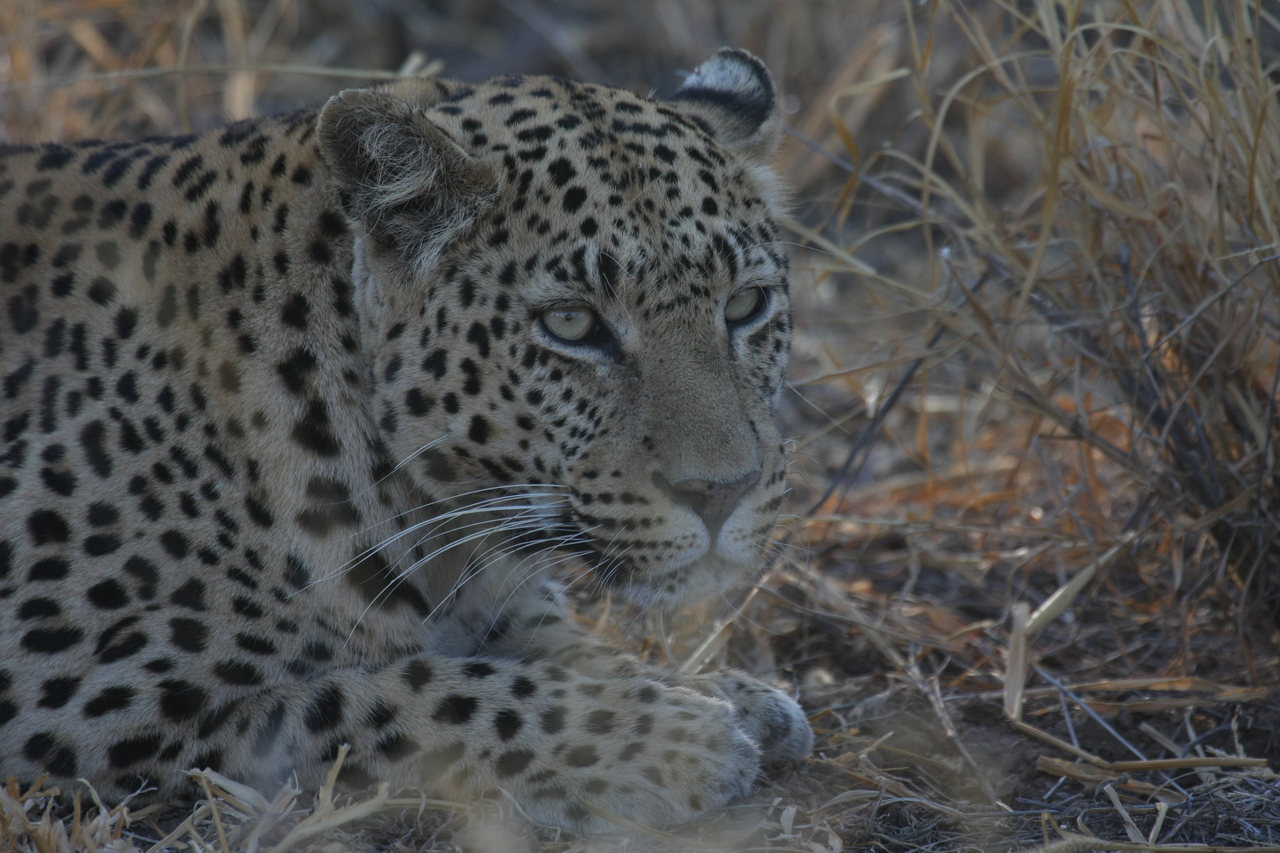 [2633] 2016_06_22_11_00_33_Africa_Canon_EOS_40D_IMG__00549.jpg