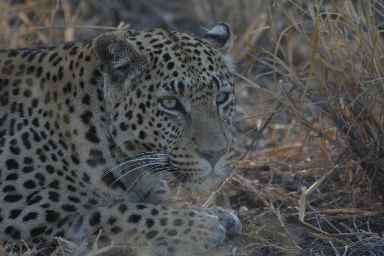 [2634] 2016_06_22_11_00_33_Africa_Canon_EOS_40D_IMG__00567.jpg