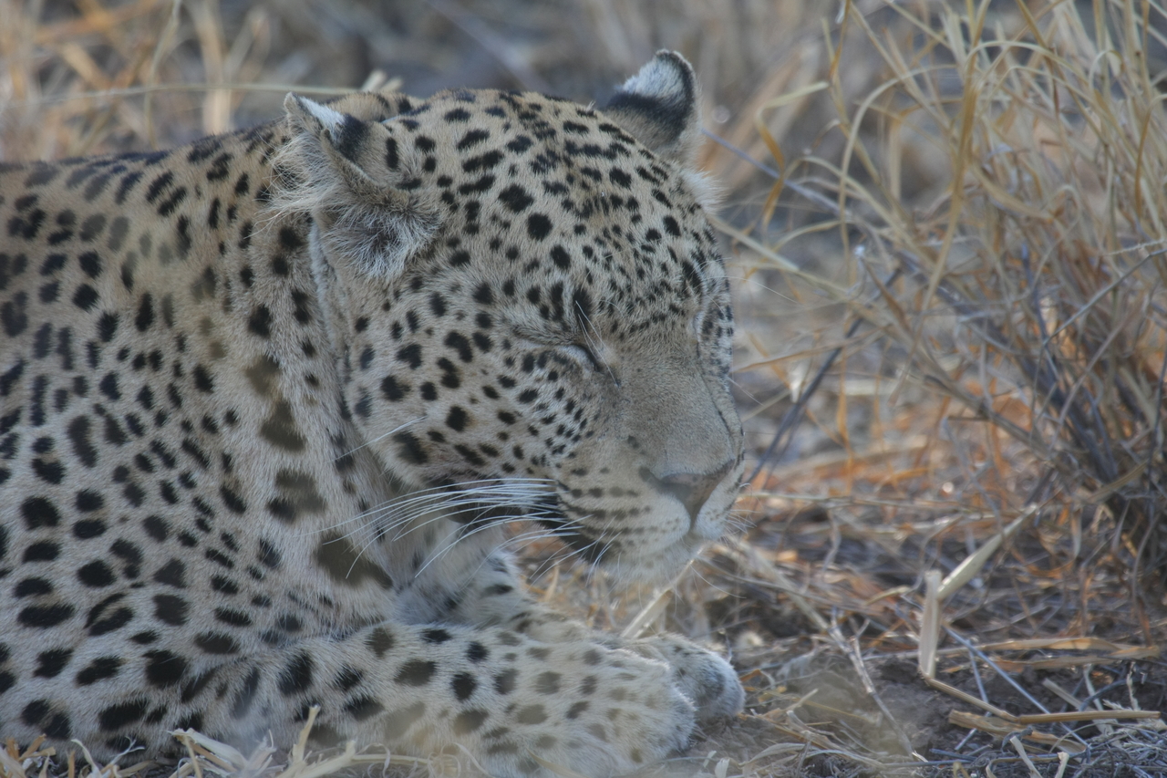 [2647] 2016_06_22_11_00_54_Africa_Canon_EOS_40D_IMG__00553.jpg