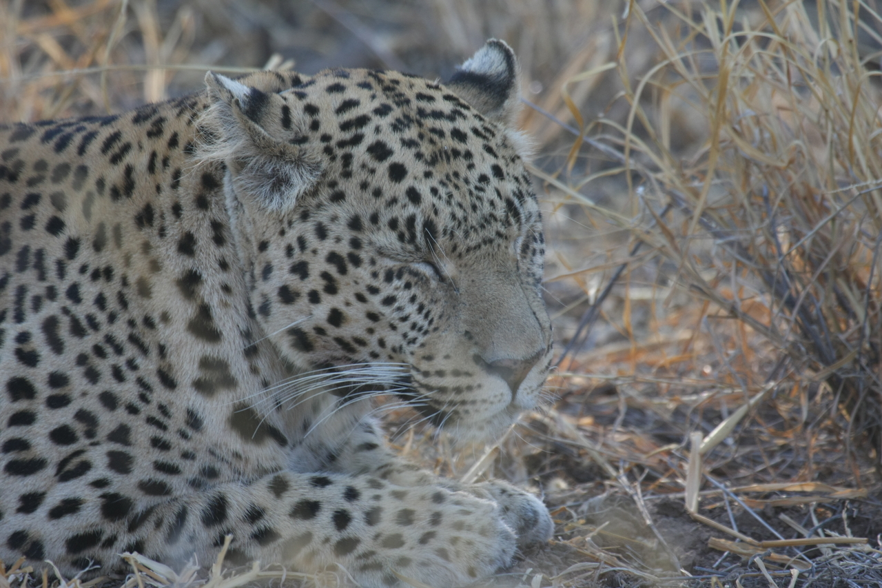 [2650] 2016_06_22_11_00_54_Africa_Canon_EOS_40D_IMG__00573.jpg