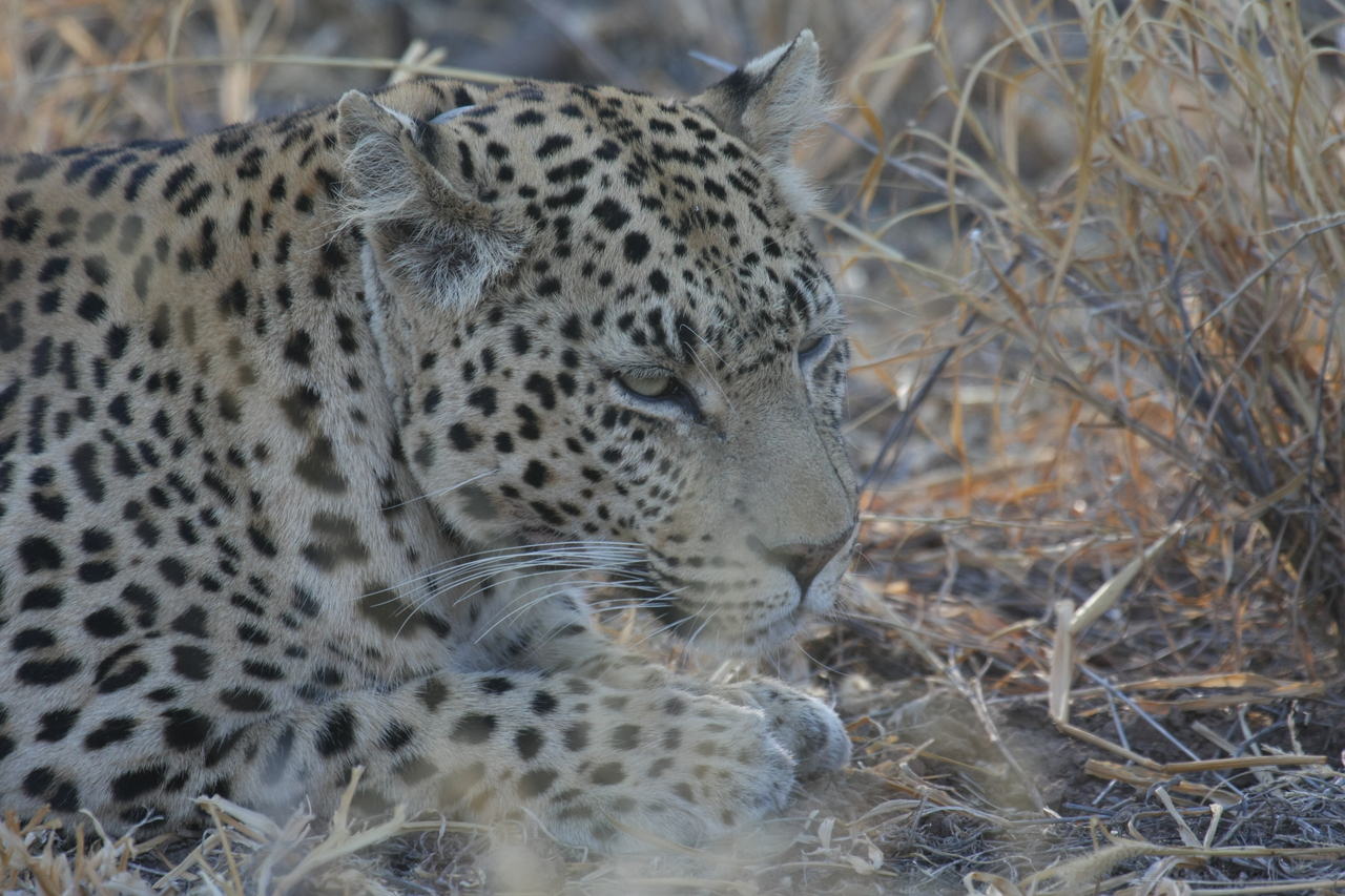 [2668] 2016_06_22_11_01_24_Africa_Canon_EOS_40D_IMG__00560.jpg