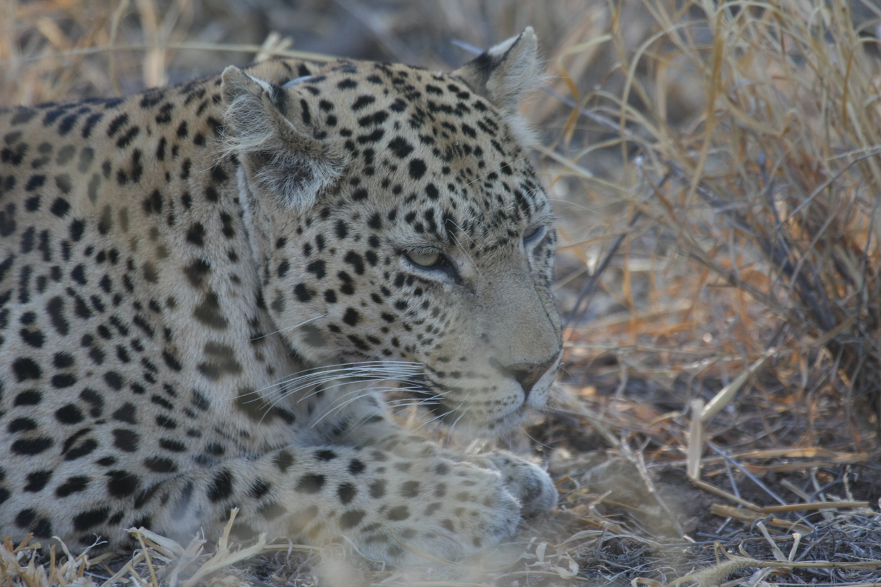 [2671] 2016_06_22_11_01_24_Africa_Canon_EOS_40D_IMG__00580.jpg