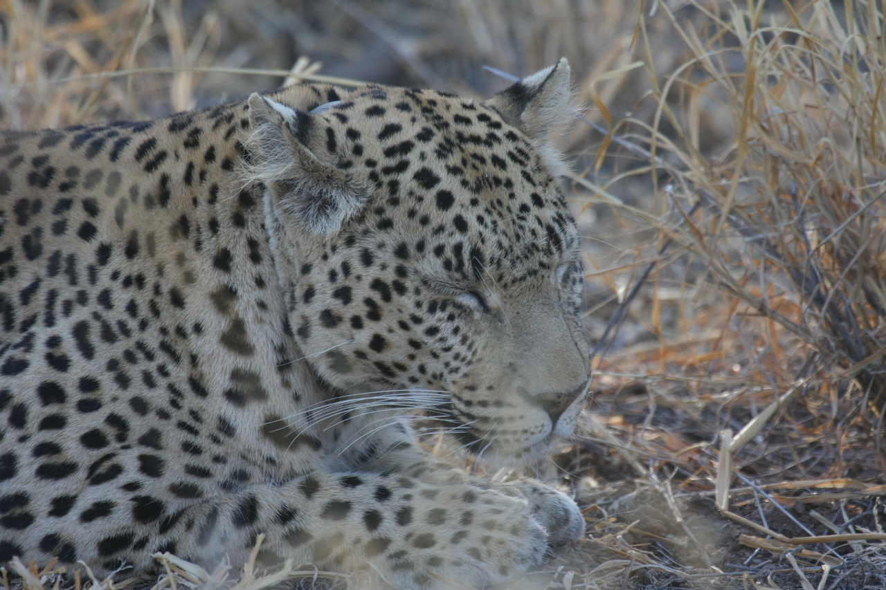 [2677] 2016_06_22_11_01_36_Africa_Canon_EOS_40D_IMG__00563.jpg