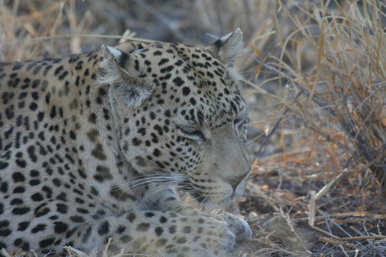 [2681] 2016_06_22_11_01_47_Africa_Canon_EOS_40D_IMG__00565.jpg