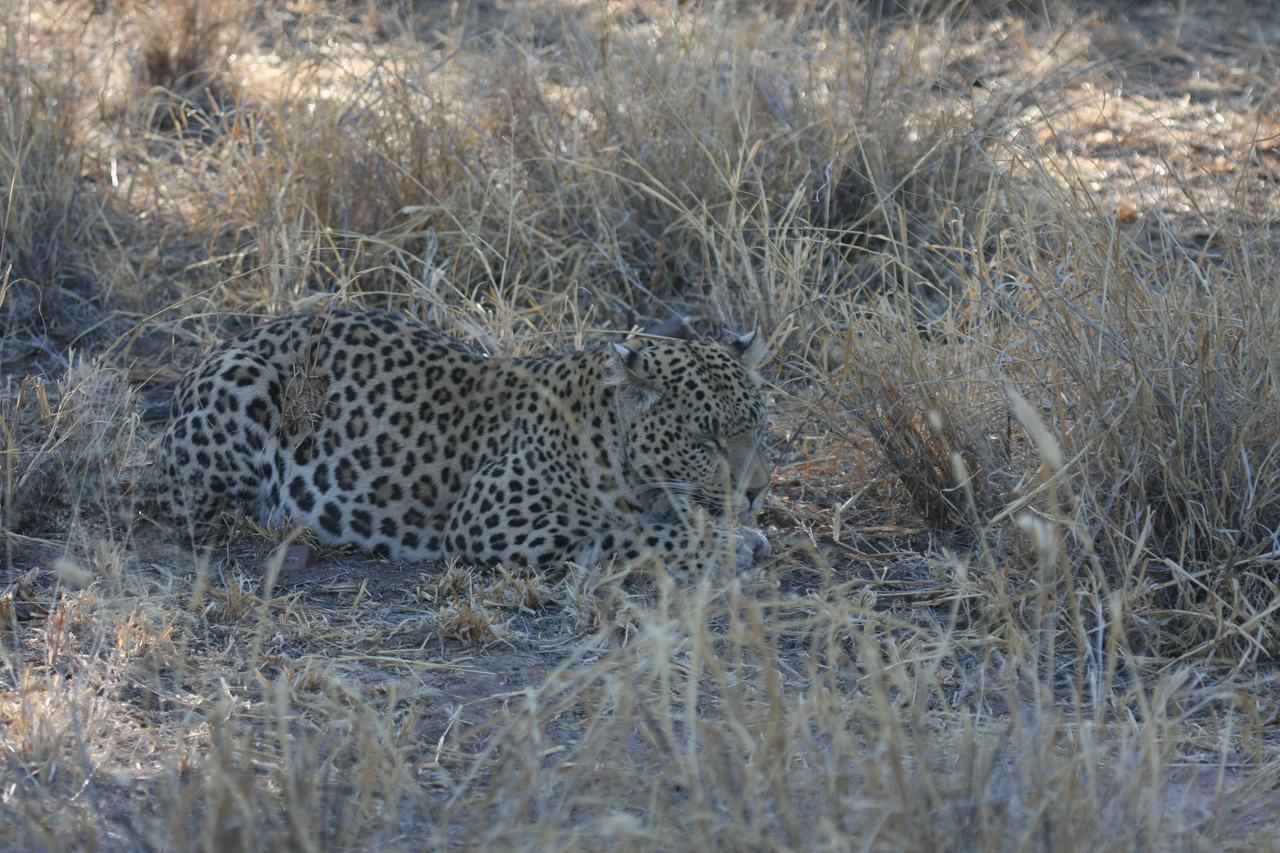 [2695] 2016_06_22_11_02_02_Africa_Canon_EOS_40D_IMG__00588.jpg