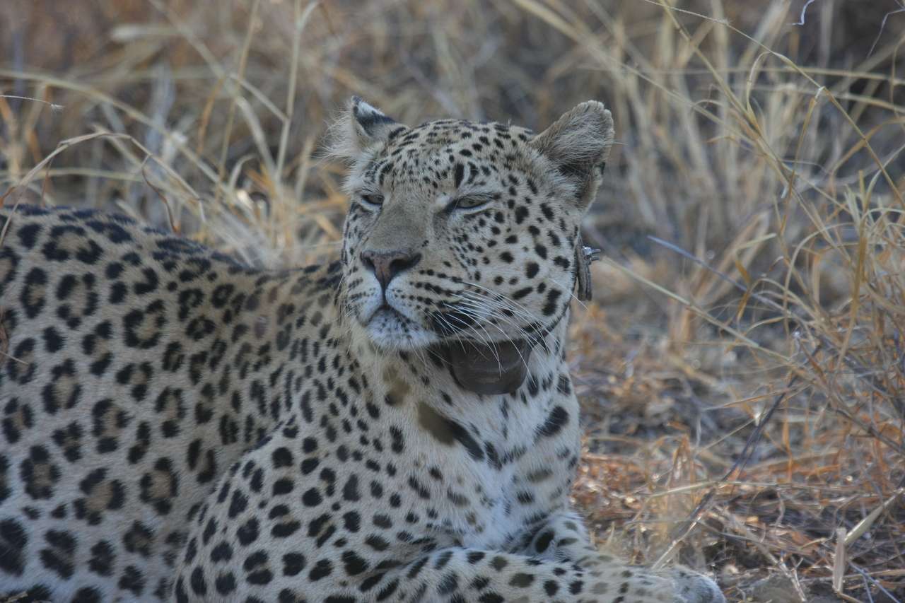 [2699] 2016_06_22_11_02_08_Africa_Canon_EOS_40D_IMG__00571.jpg