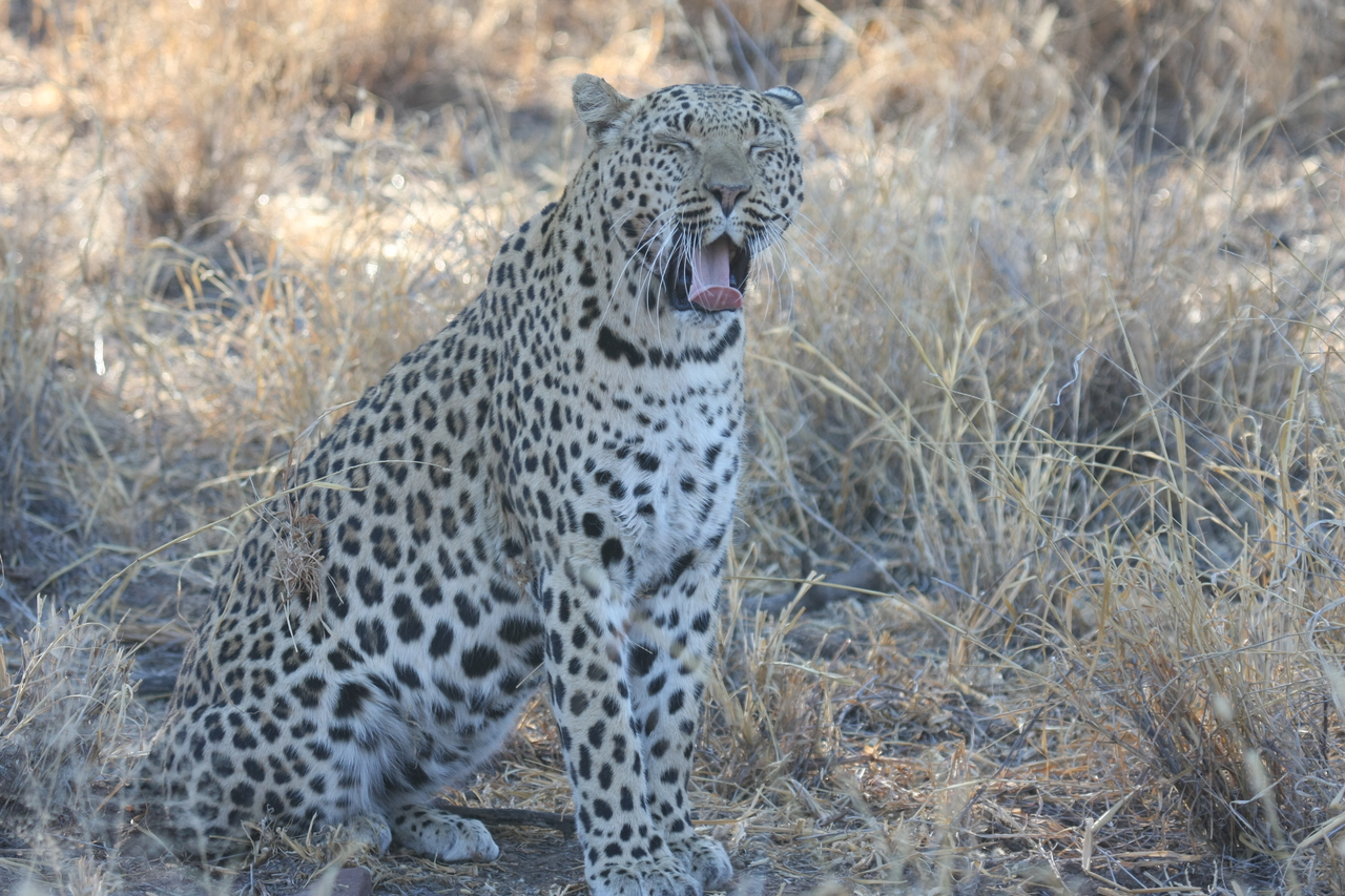 [2740] 2016_06_22_11_02_23_Africa_Canon_EOS_40D_IMG__00584.jpg