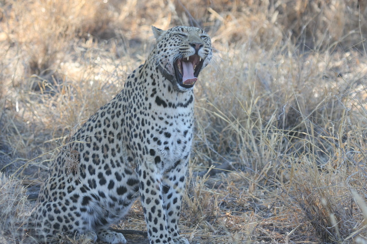 [2743] 2016_06_22_11_02_24_Africa_Canon_EOS_40D_IMG__00585.jpg