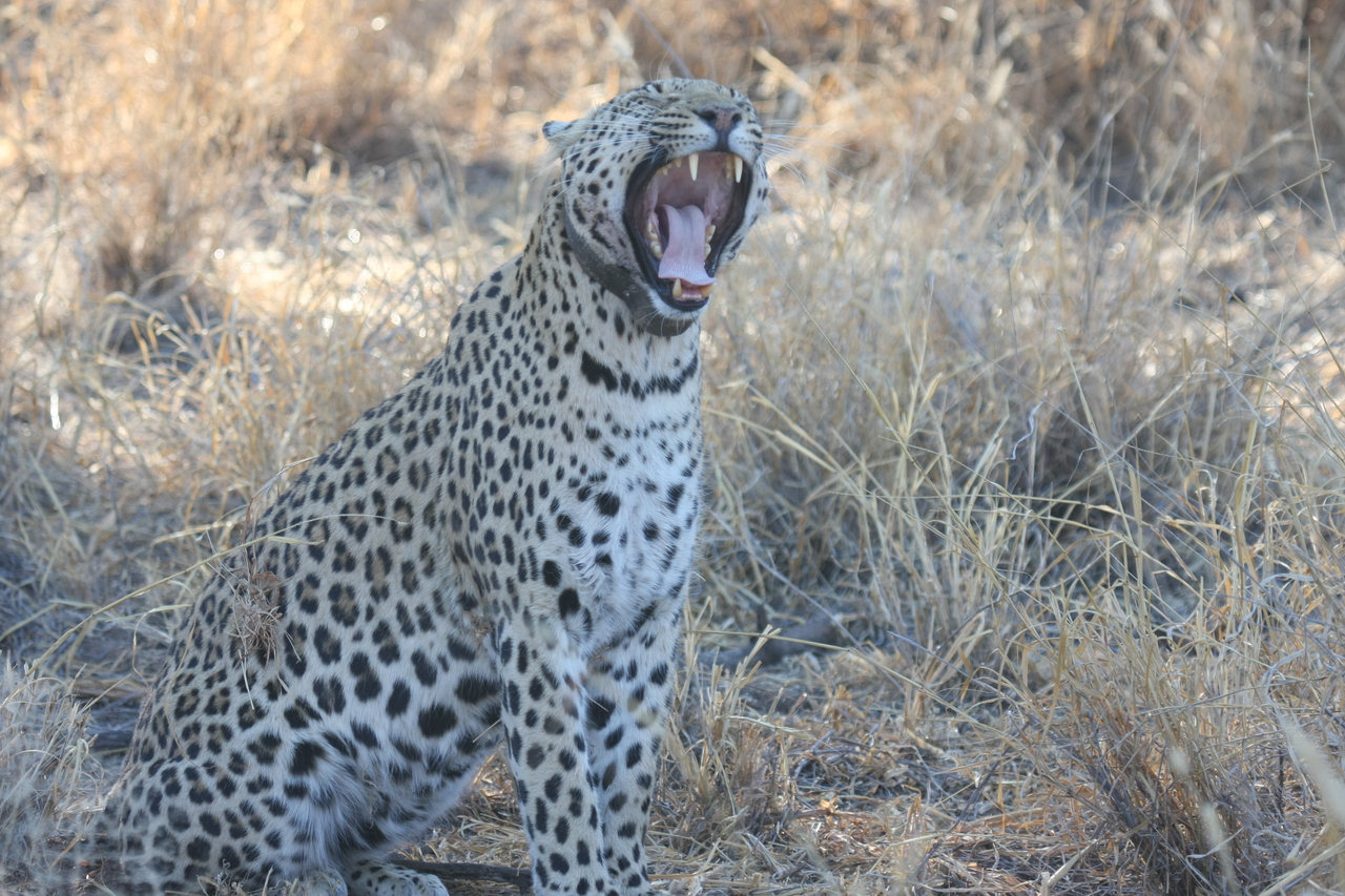 [2744] 2016_06_22_11_02_24_Africa_Canon_EOS_40D_IMG__00586.jpg