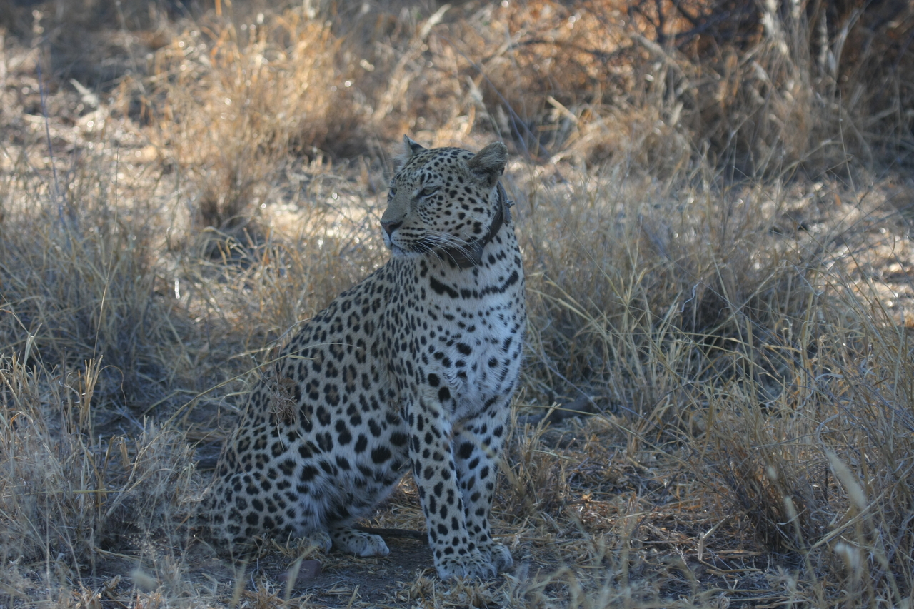 [2757] 2016_06_22_11_02_33_Africa_Canon_EOS_40D_IMG__08055.jpg