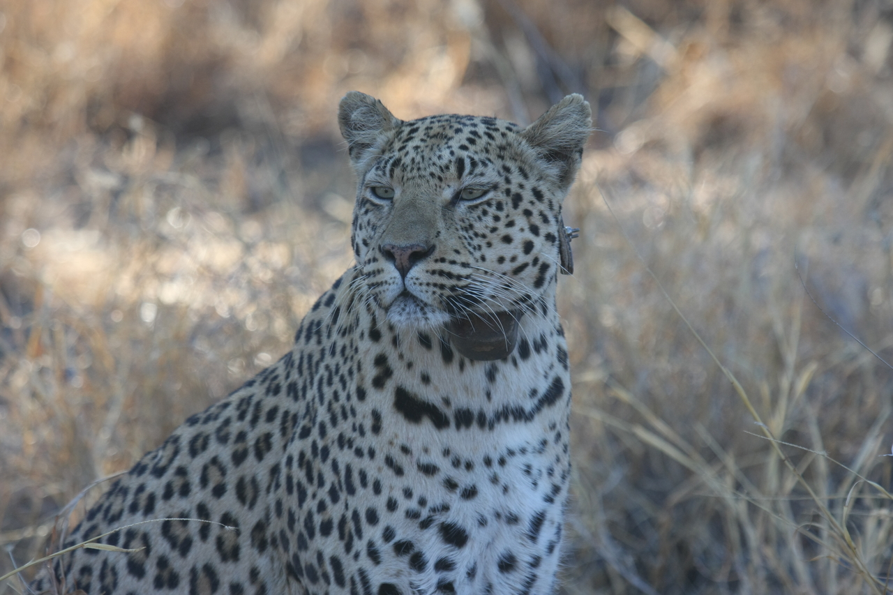 [2760] 2016_06_22_11_02_39_Africa_Canon_EOS_40D_IMG__00590.jpg