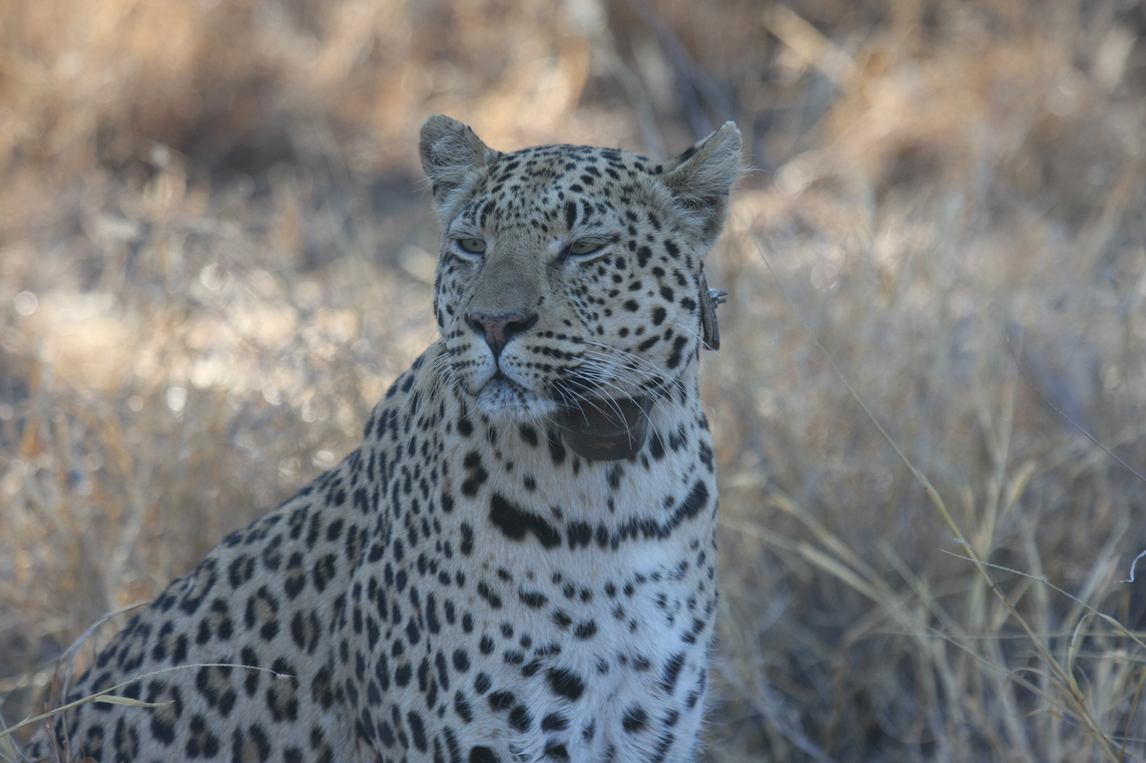 [2762] 2016_06_22_11_02_39_Africa_Canon_EOS_40D_IMG__00592.jpg