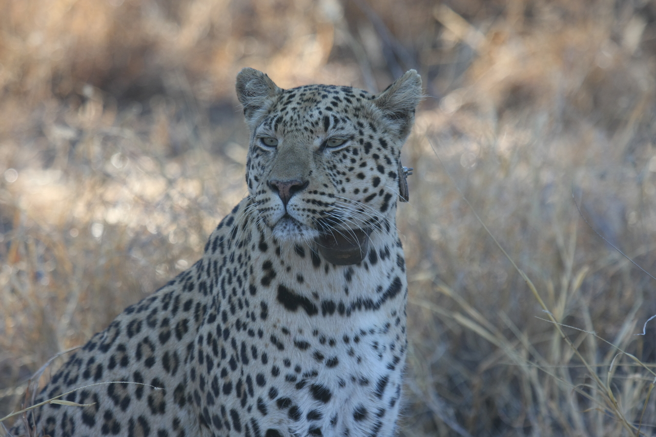 [2764] 2016_06_22_11_02_39_Africa_Canon_EOS_40D_IMG__00610.jpg