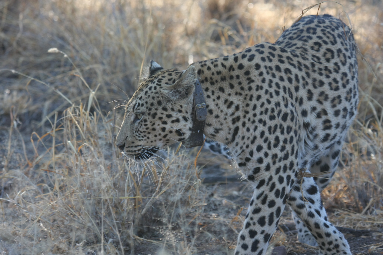 [2769] 2016_06_22_11_02_42_Africa_Canon_EOS_40D_IMG__00593.jpg