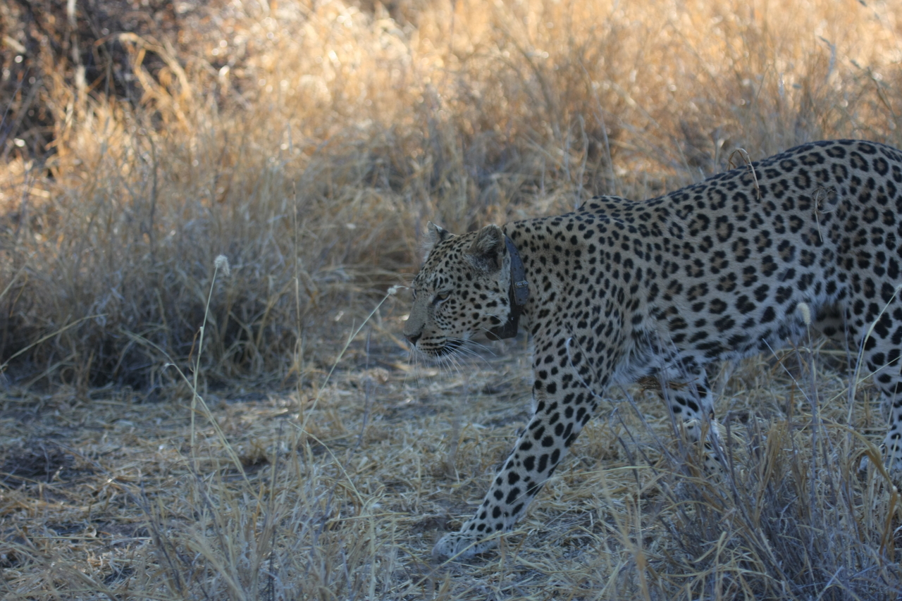 [2802] 2016_06_22_11_02_54_Africa_Canon_EOS_40D_IMG__08068.jpg