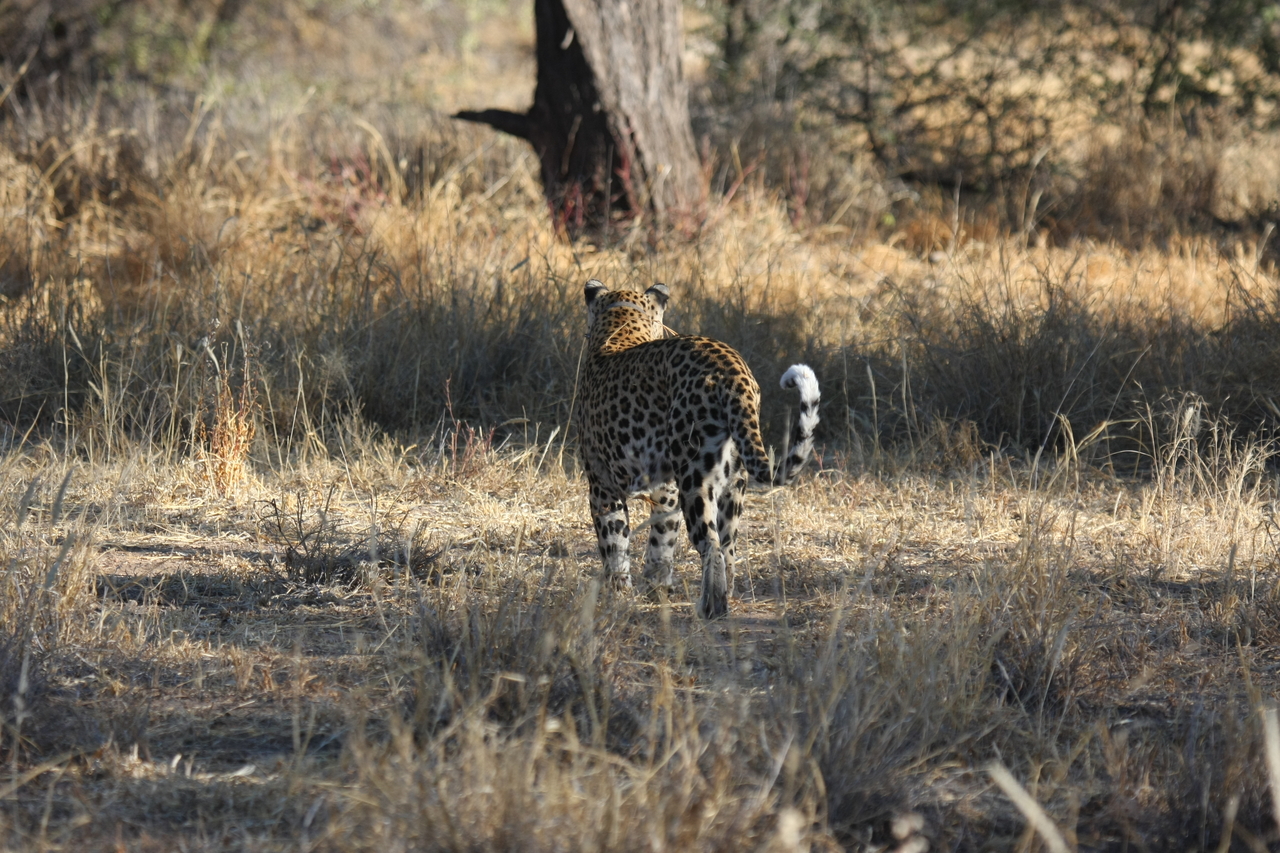 [2814] 2016_06_22_11_03_33_Africa_Canon_EOS_40D_IMG__00608.jpg