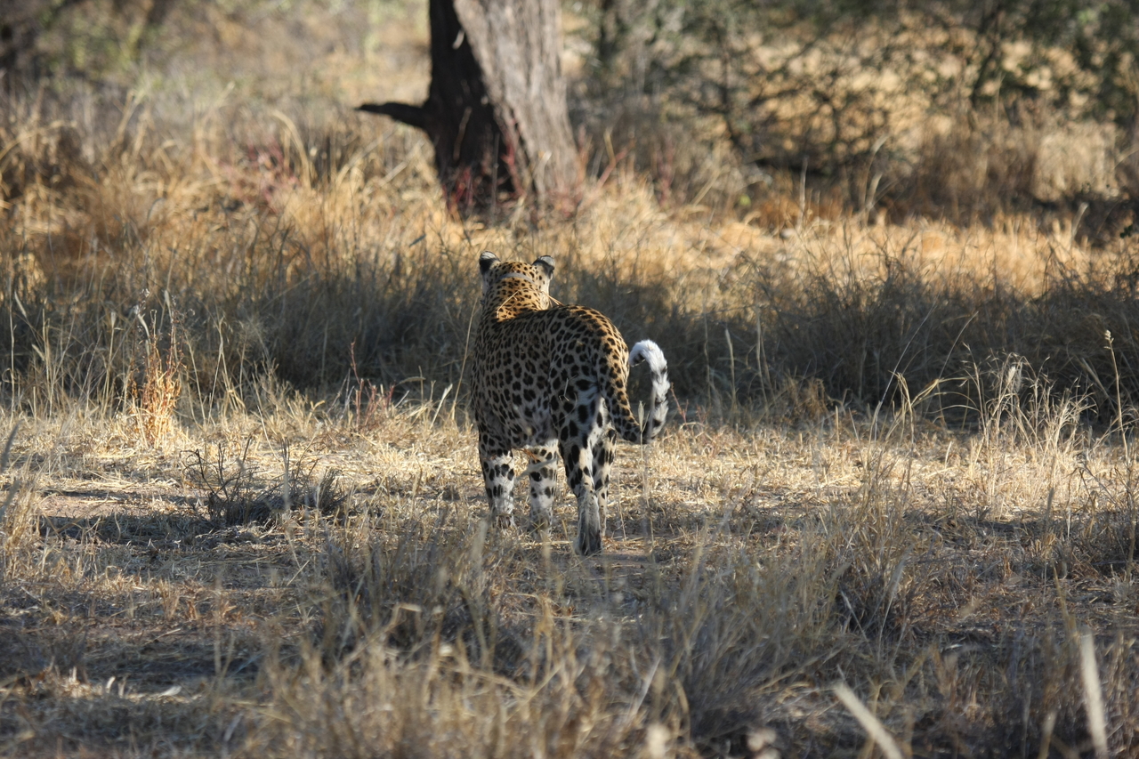 [2826] 2016_06_22_11_03_35_Africa_Canon_EOS_40D_IMG__08076.jpg