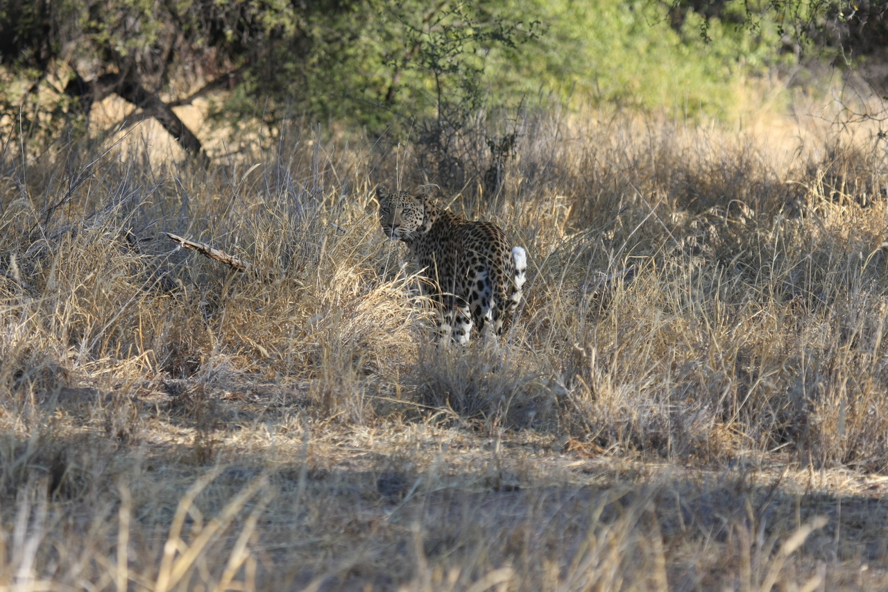 [2843] 2016_06_22_11_04_01_Africa_Canon_EOS_40D_IMG__00635.jpg