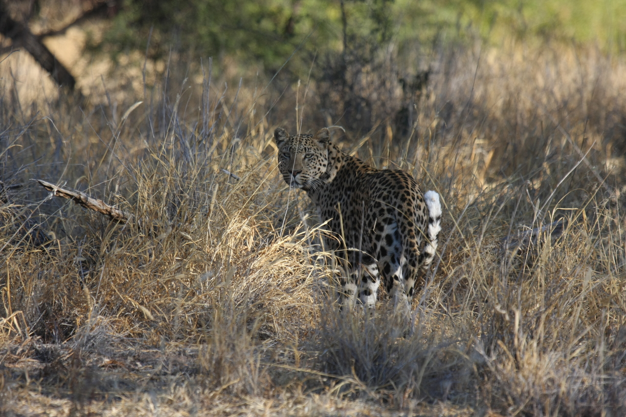 [2847] 2016_06_22_11_04_02_Africa_Canon_EOS_40D_IMG__08083.jpg