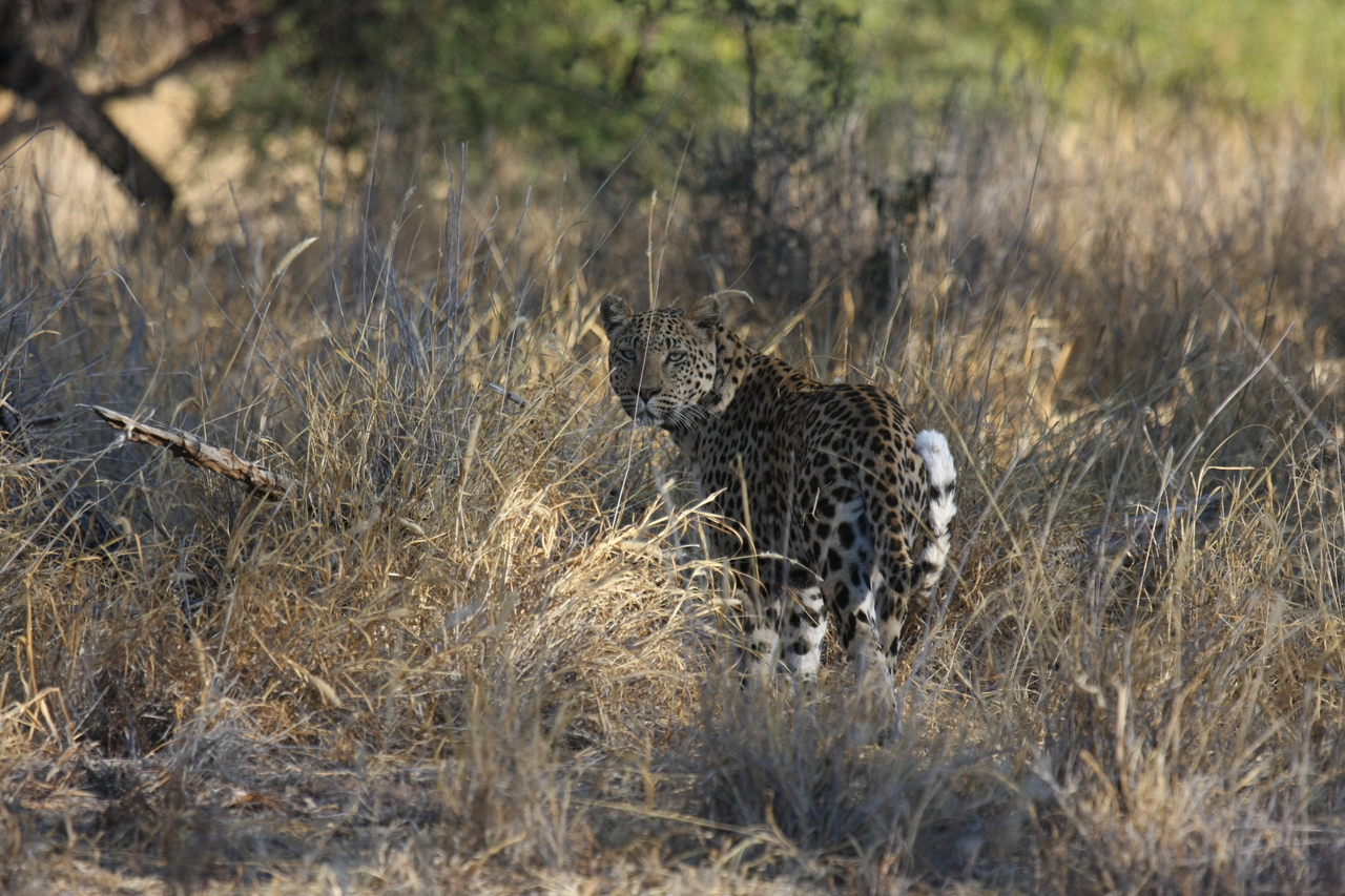 [2850] 2016_06_22_11_04_03_Africa_Canon_EOS_40D_IMG__08084.jpg