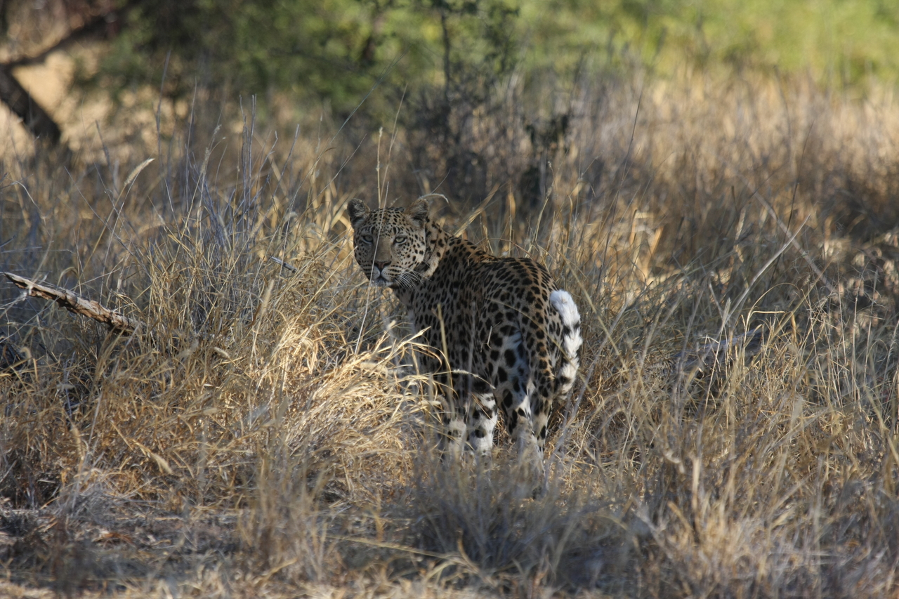 [2857] 2016_06_22_11_04_05_Africa_Canon_EOS_40D_IMG__00621.jpg