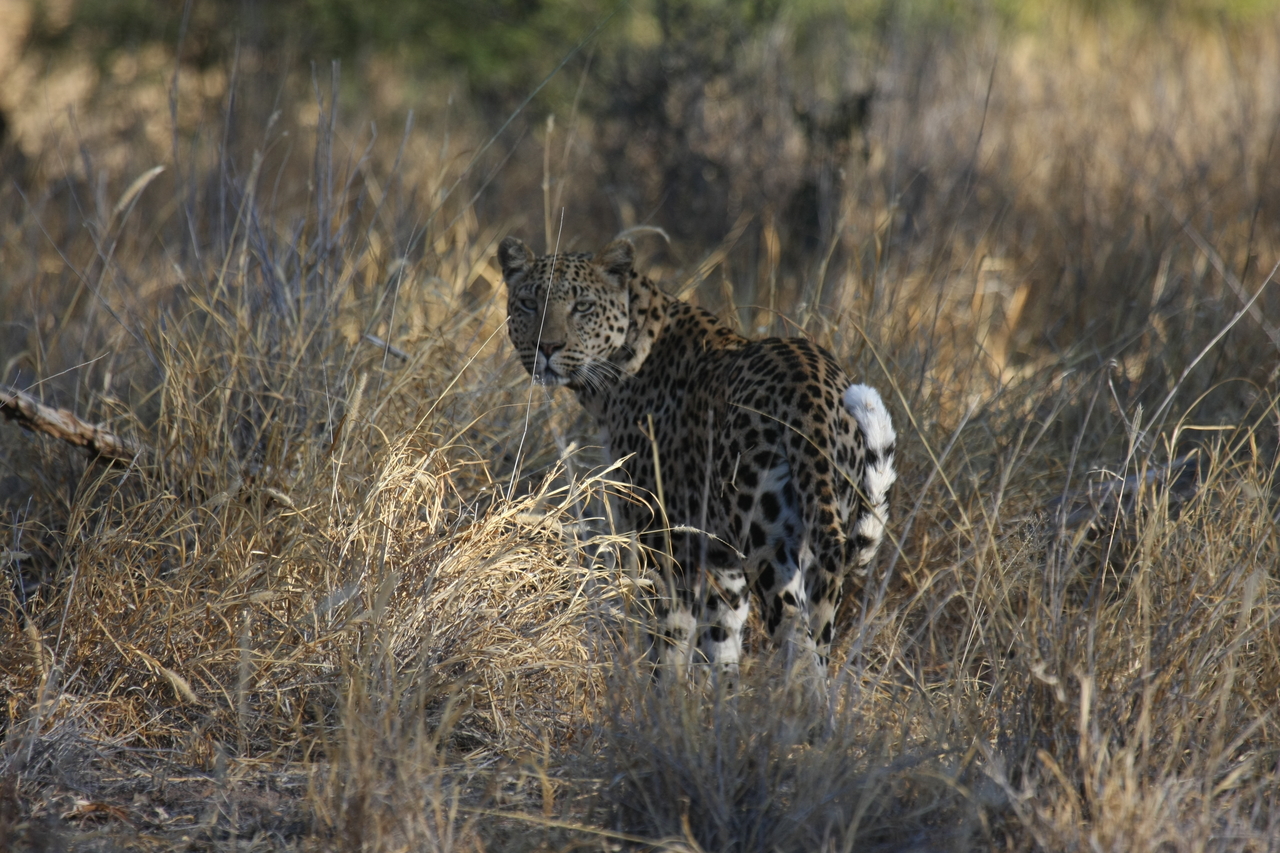 [2865] 2016_06_22_11_04_10_Africa_Canon_EOS_40D_IMG__00643.jpg