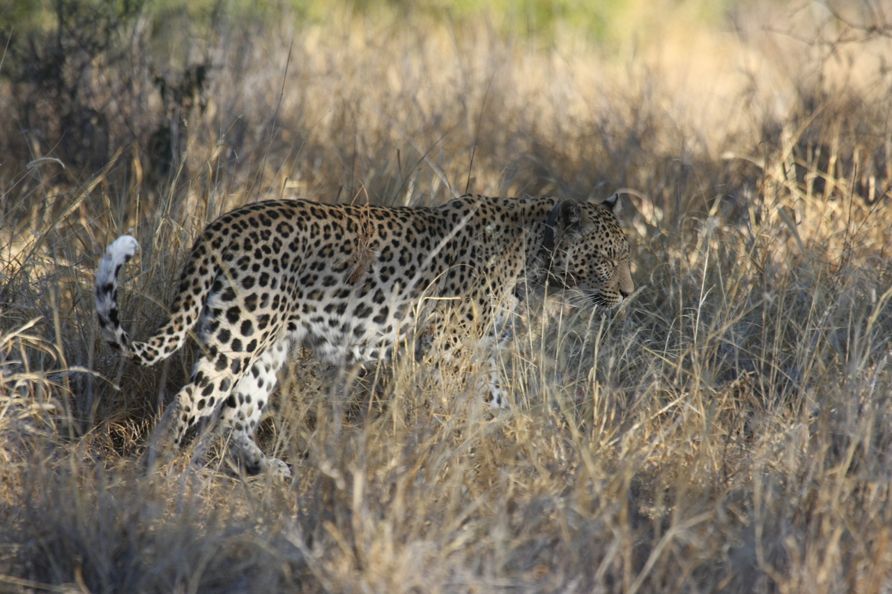 [2875] 2016_06_22_11_04_15_Africa_Canon_EOS_40D_IMG__00645.jpg