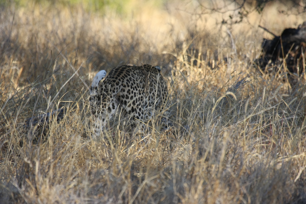 [2884] 2016_06_22_11_04_17_Africa_Canon_EOS_40D_IMG__00630.jpg