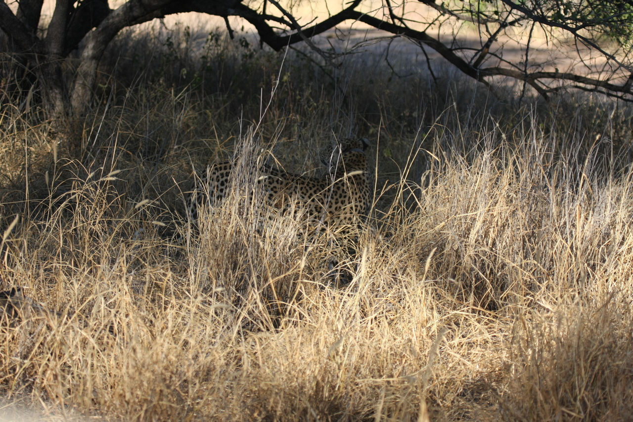 [2893] 2016_06_22_11_05_51_Africa_Canon_EOS_40D_IMG__00651.jpg