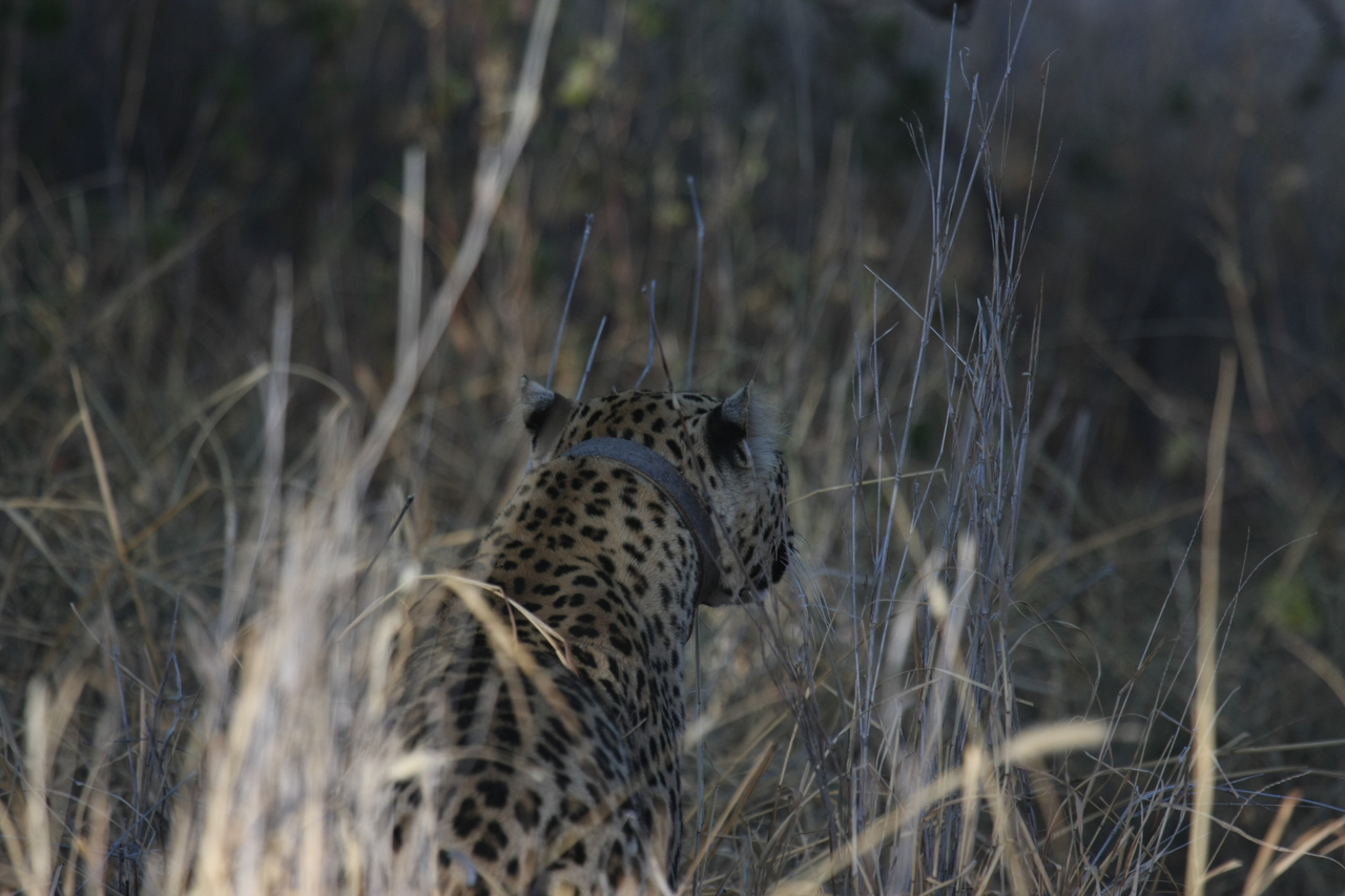 [2937] 2016_06_22_11_06_44_Africa_Canon_EOS_40D_IMG__08113.jpg